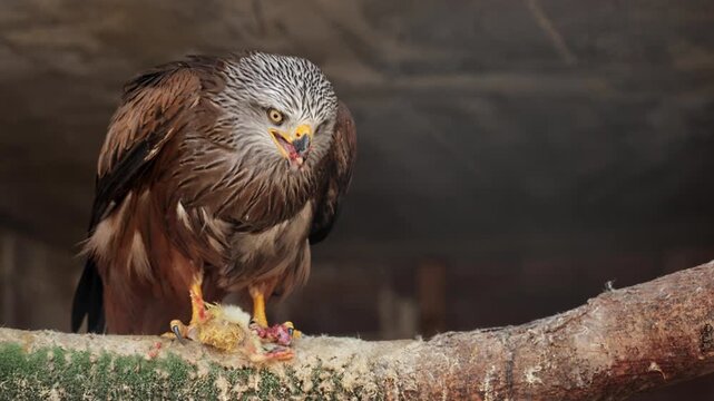 Red kite milvus closeup catching prey, eating feeding. Wildlife, birds, ornithology. Rear shot of predator bird looking straight to camera. Cinematic frame of stunning hawk. Fauna of Asia and Africa.