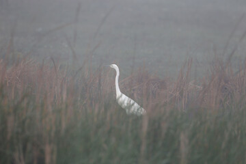 Fototapeta premium A Great Egret (Ardea alba) standing on a pond bank, enveloped in soft morning mist.