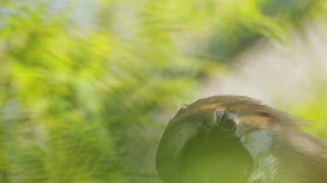 The wreathed Hornbill is a type of hornbill found in tropical rainforests. Its breeding grounds are in Khao Yai National Park, Thailand. Birds walk in zoo, Ornithology in wildlife, wild birds