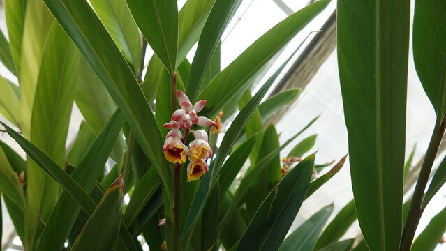 Shell Ginger (Alpinia zerumbet) - Pink Porcelain Lily