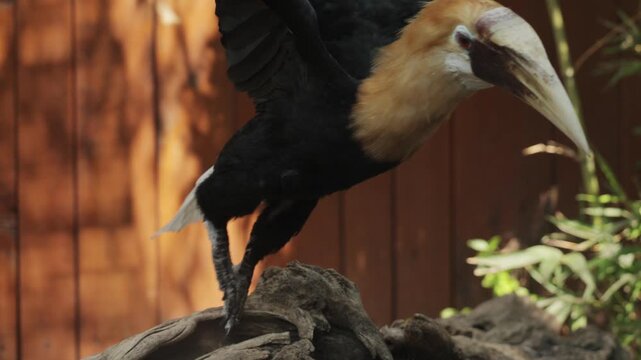 The wreathed Hornbill is a type of hornbill found in tropical rainforests. Its breeding grounds are in Khao Yai National Park, Thailand. Birds walk in zoo, Ornithology in wildlife, wild birds