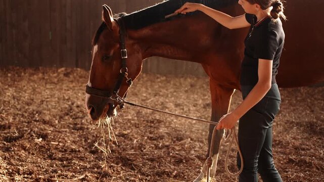 Teenage girl brushing her pet horse mane in sunlit stable. Young female rider grooming brown horse with brush. Concept of animal care, responsibility and friendship between child and horse, equestrian