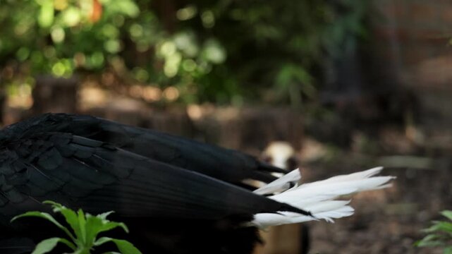 The wreathed Hornbill is a type of hornbill found in tropical rainforests. Its breeding grounds are in Khao Yai National Park, Thailand. Birds walk in zoo, Ornithology in wildlife, wild birds