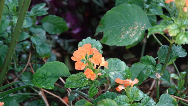 Firecracker Flower (Crossandra infundibuliformis) - Orange Crossandra with Dew Drops