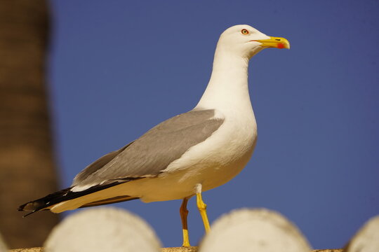 
The herring gull (Larus argentatus) is a bird species within the gulls (Larinae) and the most common large gull in northern and western Europe. Luz - Algave, Portugal.