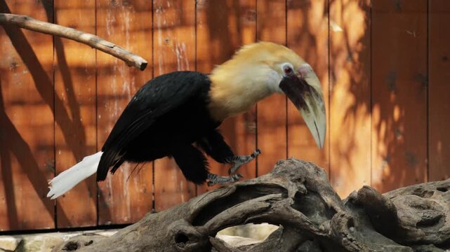 The wreathed Hornbill is a type of hornbill found in tropical rainforests. Its breeding grounds are in Khao Yai National Park, Thailand. Birds walk in zoo, Ornithology in wildlife, wild birds