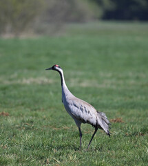 Żuraw zwyczajny (Grus grus) stojący, idący zieloną łąką, na tle rozmytego, wiosennego krajobrazu, widok z boku  © Joanna