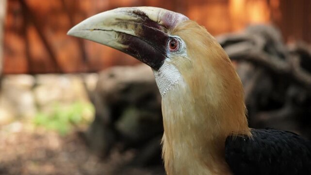 The wreathed Hornbill is a type of hornbill found in tropical rainforests. Its breeding grounds are in Khao Yai National Park, Thailand. Birds walk in zoo, Ornithology in wildlife, wild birds
