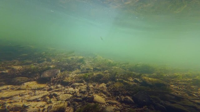 Myriophyllum spicatum aquatic plant in murky water turbulent flow, organic silt sediment on pebble stone riverbed, nature exploration, shallow underwater footage, Uzh river biotope in Uzhhorod