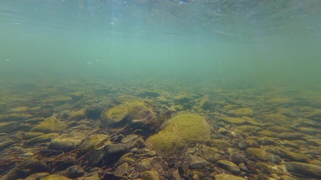 turbulent flow mountain stream biotope, green algae bloom in low visible murky water, organic silt alluvium sediment, above and underwater aquascape, shallow Uzh river in Uzhhorod documentary footage