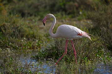 Naklejka premium Flamingo walking through calm wetland vegetation