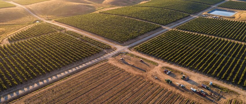 Expansive agricultural fields with neatly planted rows of crops stretching towards the horizon under a warm, sunlit sky