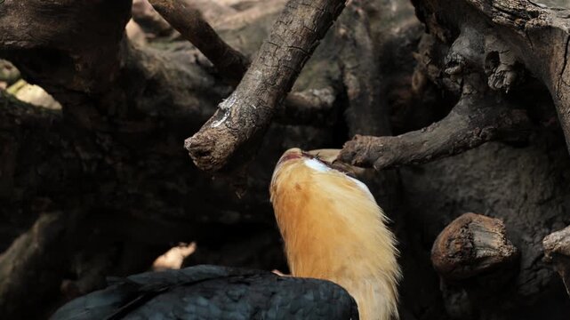 The wreathed Hornbill is a type of hornbill found in tropical rainforests. Its breeding grounds are in Khao Yai National Park, Thailand. Birds walk in zoo, Ornithology in wildlife, wild birds