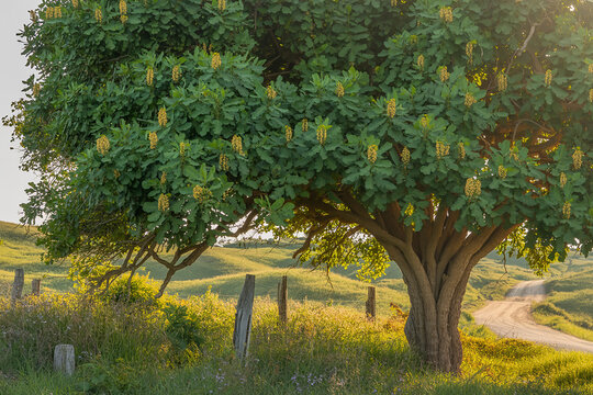 Lush Peanut Tree in Rural Landscape