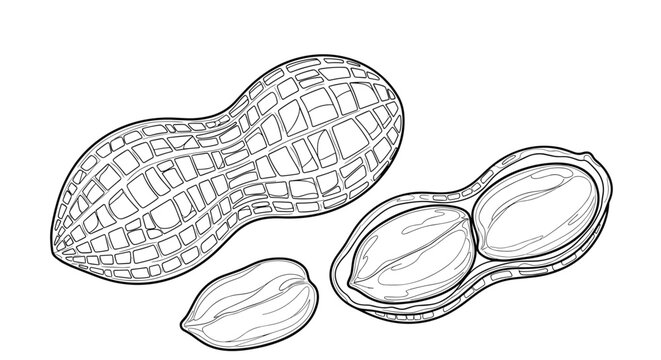 Hand-drawn illustration of peanuts shows one whole shell and one open shell revealing two nuts inside for snack food marketing designs.