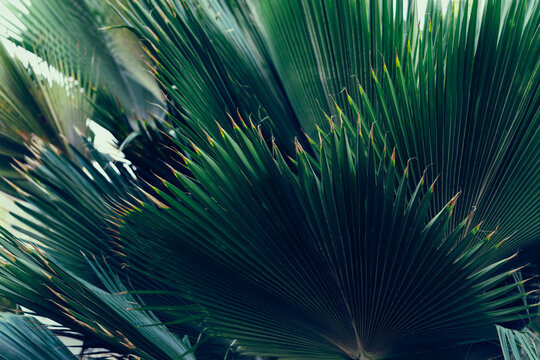 Tropical palm leaf, Foliage pattern with beautiful bokeh background.