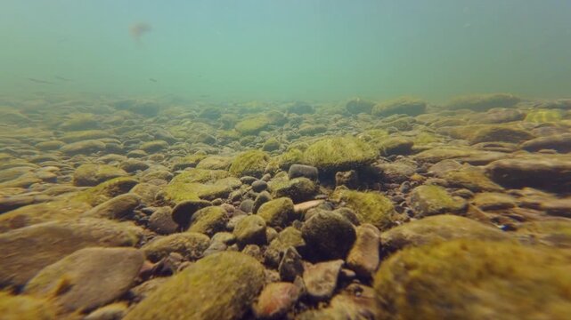 dwarf fish in turbulent flow, deep slope mountain stream biotope, low visible murky water, green algae on pebble, organic silt sediment, underwater aquascape, Uzh river in Uzhhorod documentary footage