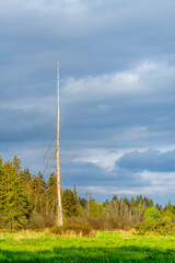 Fototapeta premium Single dead tree standing in green meadow under dramatic cloudy sky