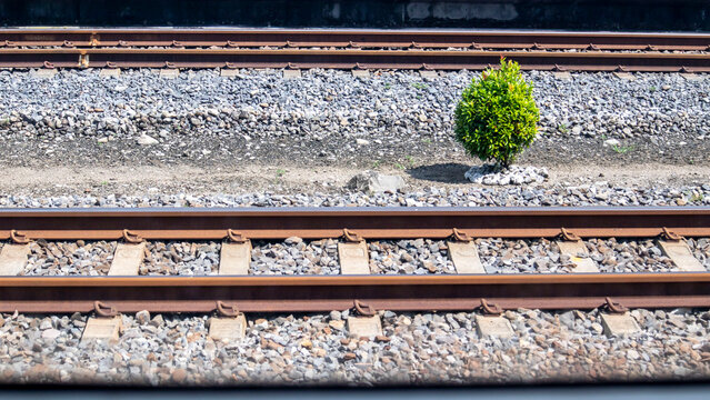 railroad tracks in the distance with little tree between rails