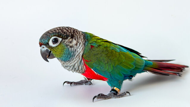 Crimson bellied conure parrot on the white background