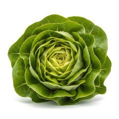 Fototapeta premium Fresh green romaine lettuce arranged in a compact head shape Transparent Background, png.