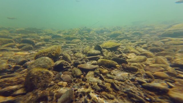 dwarf fish in turbulent flow mountain stream biotope, low visible murky water, green algae on pebble, organic silt sediment, underwater aquascape, shallow Uzh river in Uzhhorod documentary footage