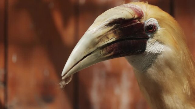 The wreathed Hornbill is a type of hornbill found in tropical rainforests. Its breeding grounds are in Khao Yai National Park, Thailand. Birds walk in zoo, Ornithology in wildlife, wild birds