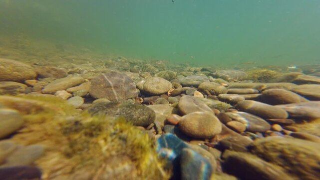deep mountain stream slope biotope, turbulent clearwater flow, green algae grow on polished pebble, organic silt sediment, dwarf fish underwater aquascape, Uzh river in Uzhhorod documentary footage
