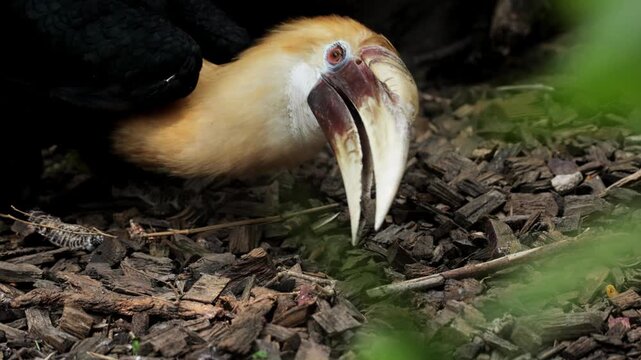The wreathed Hornbill is a type of hornbill found in tropical rainforests. Its breeding grounds are in Khao Yai National Park, Thailand. Birds walk in zoo, Ornithology in wildlife, wild birds