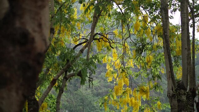 Cinematic shot of blooming yellow golden shower tree (Cassia fistula) flowers creating a natural frame for a serene lake and lush green mountain landscape