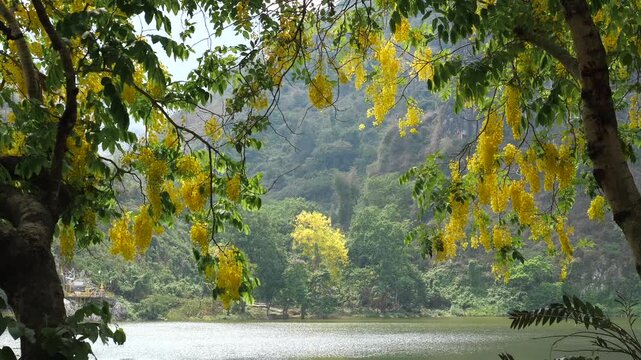 Cinematic shot of blooming yellow golden shower tree (Cassia fistula) flowers creating a natural frame for a serene lake and lush green mountain landscape