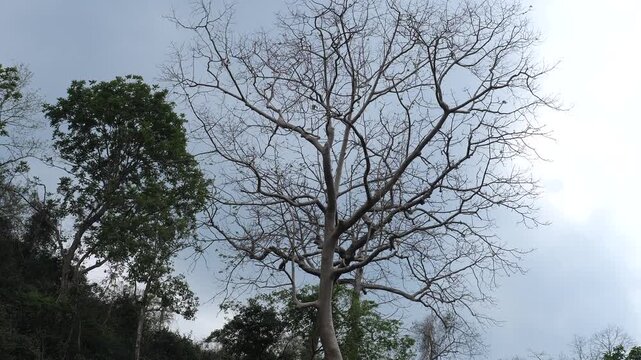 Low angle cinematic shot of a majestic leafless bare tree with intricate branches contrasting against a cloudy sky and a green tree, season change and nature concept