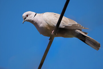 Sierpówka (zwyczajna), synogarlica turecka (Streptopelia decaocto)  © Janusz Lipiński