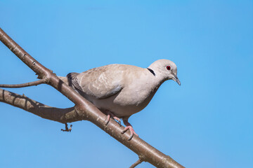 Sierpówka (zwyczajna), synogarlica turecka (Streptopelia decaocto)  © Janusz Lipiński
