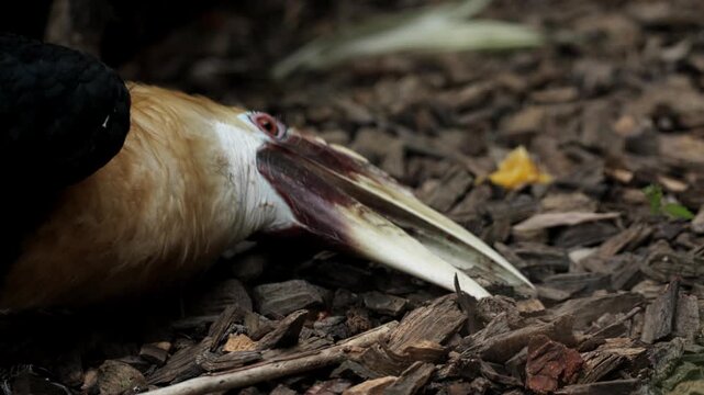 The wreathed Hornbill is a type of hornbill found in tropical rainforests. Its breeding grounds are in Khao Yai National Park, Thailand. Birds walk in zoo, Ornithology in wildlife, wild birds