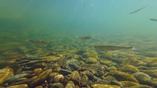 deep mountain stream biotope, fish shoal swim in turbulent clearwater flow, green algae grow on polished pebble, car tyre garbage underwater aquascape, Uzh river in Uzhhorod documentary footage