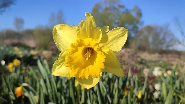 Blooming flower. Blooming yellow daffodil flower. Blossomed narcissus growing in ground on sunny spring day. Flower inflorescence with petals and green leaves. Flowerbed. Growing varietal flowers