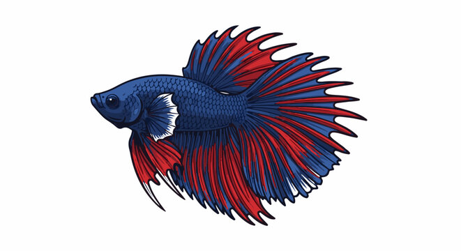 Vibrant blue and red betta fish with flowing fins and detailed scales