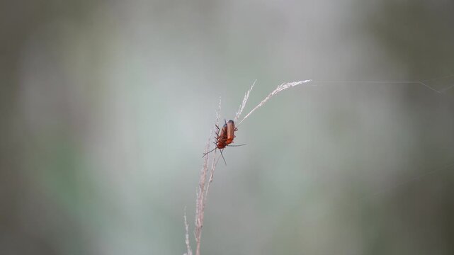 Two common red soldier beetle (Rhagonycha fulva) mating while sitting on a grass stem