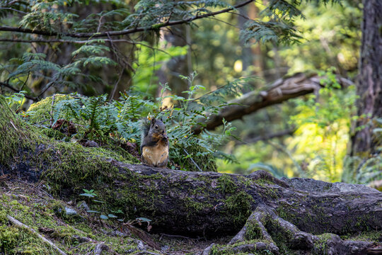 Douglas squirrel eating a nut while perched on a mossy log at Minnekhada Regional Park in Coquitlam Canada