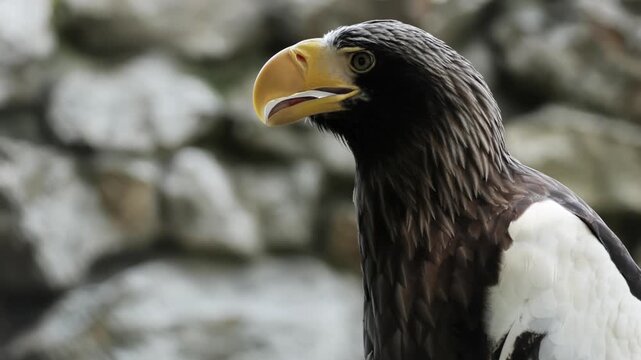 Giant wild stellar's sea eagle perched in a tree, looking around at it's surroundings. Closeup portrait looking at camera. Wildlife nature, wild birds, ornithology. Feathered predator, birdwatching.