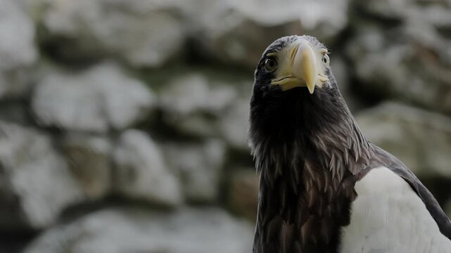 Giant wild stellar's sea eagle perched in a tree, looking around at it's surroundings. Closeup portrait looking at camera. Wildlife nature, wild birds, ornithology. Feathered predator, birdwatching.