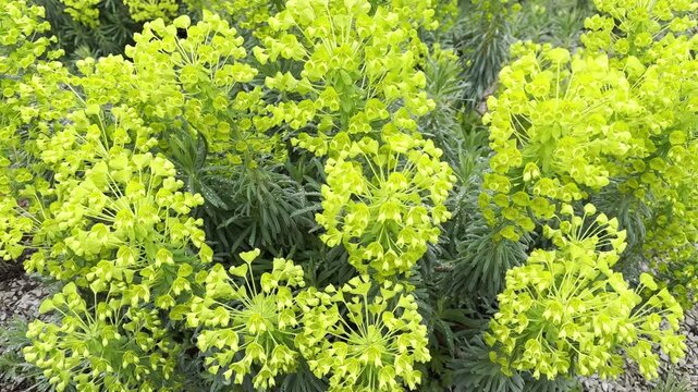 Vibrant yellow-green Euphorbia flowers blooming in a spring garden. Close-up of Mediterranean spurge with unique textured foliage and bright blossoms.