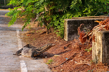 Fototapeta premium chubby Monitor lizard or varanus salvator walk on street