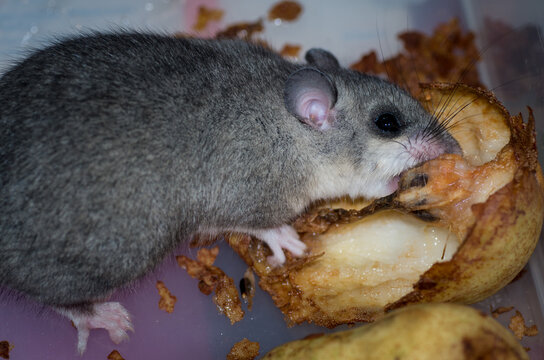 A Fat Dormouse eating a pear, Austria