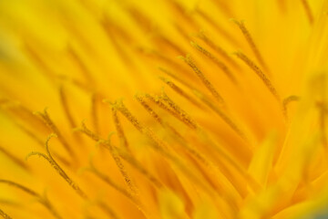 Vibrant Macro Shot of Golden Dandelion , Taraxacum officinale Flower Petals and Anthers, Illuminating Natural Details and Textures © Henk