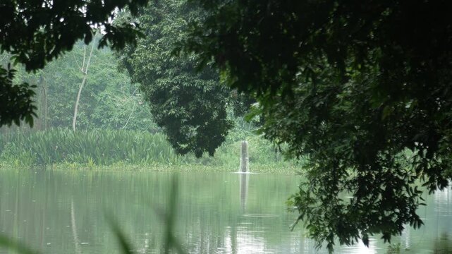 The serene atmosphere around the artificial lake on the edge of the botanical gardens