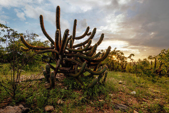 Xique-xique cactus in Caatinga biome at sunset, with dramatic sky and native vegetation, representing resilience in Brazilian semi arid environment.