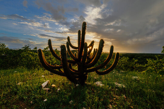 Xique-xique cactus in Caatinga biome at sunset, with dramatic sky and native vegetation, representing resilience in Brazilian semi arid environment.