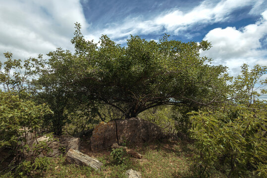 Umbuzeiro tree in Brazilian semi arid landscape, surrounded by native vegetation under bright sky, representing resilience and biodiversity of the caatinga biome.